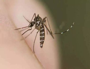 夏天被蚊子咬了怎麼辦 哪些人容易被蚊子咬