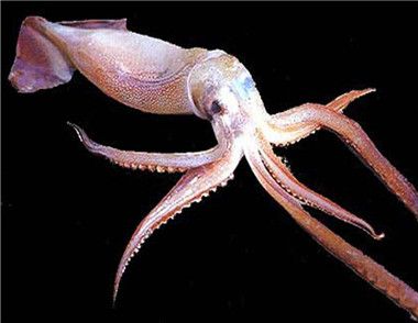 魷魚和烏賊，章魚有什麼區別 章魚魷魚烏賊營養有什麼區別