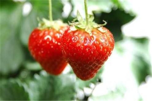 怎么吃草莓最健康123213.jpg