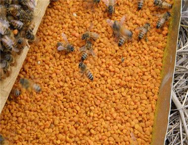2018蜂花粉多少钱一斤 蜂花粉到底是什么