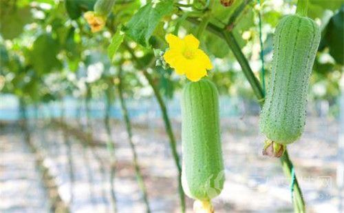 夏季吃絲瓜有什麼好處 絲瓜的營養價值有哪些.jpg