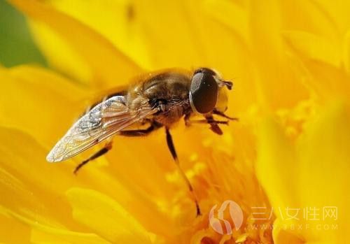 怎样预防被蜜蜂蜇