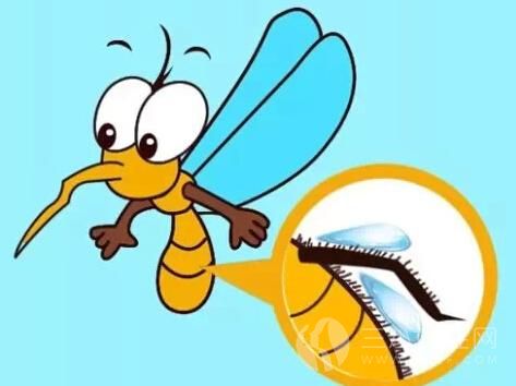 蚊子喜欢叮咬什么样的人 如何防止蚊子叮咬