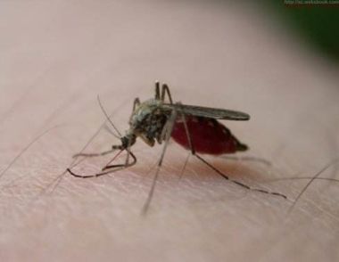 蚊子喜欢叮咬哪种血型的人 被蚊子咬了怎么办