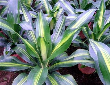 也门铁怎么养 养殖也门铁的注意事项