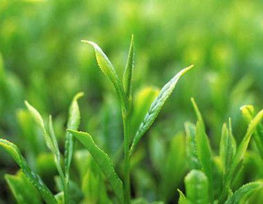过期茶叶有什么作用 怎样判断茶叶过期