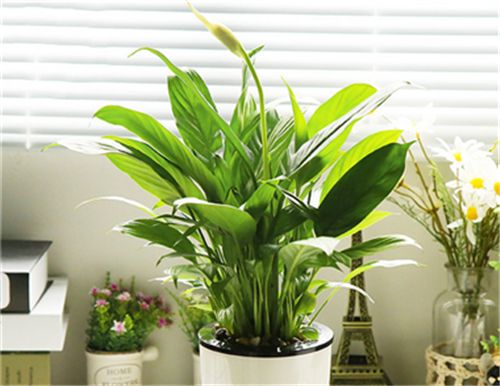 办公室植物叶子发黄是什么原因 办公室内如何养植物