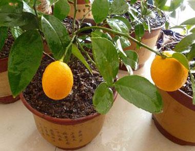 盆栽檸檬的養殖方法 盆栽檸檬怎麼養殖