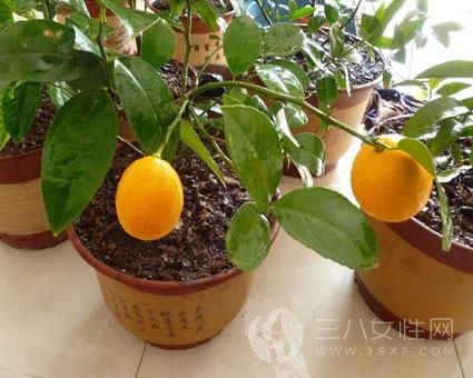 盆栽柠檬的养殖方法 盆栽柠檬怎么养殖