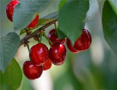 女人吃樱桃有什么好处 樱桃的营养价值有哪些