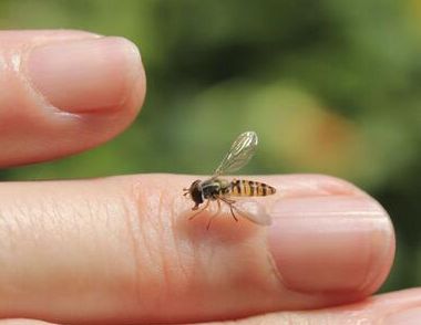 被蜜蜂蛰了怎么处理 被蜜蜂蛰伤怎么办