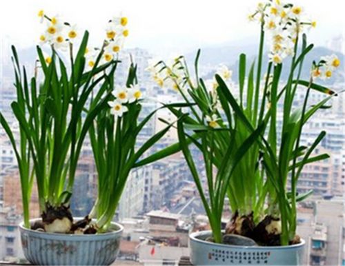 室内潮湿适合养什么花 室内养花会增加空气湿度吗