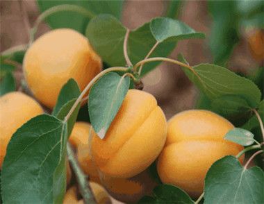 孕婦可以吃杏嗎 孕婦吃杏的注意事項有哪些