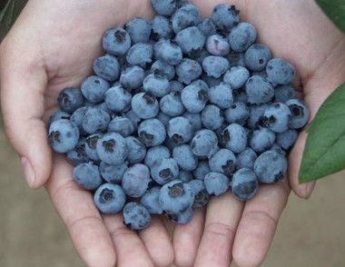 藍莓含有哪些營養成分 常吃藍莓有什麼好處