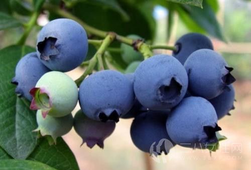 蓝莓怎么吃最健康