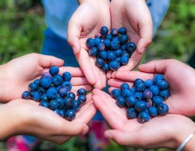 孕婦能吃藍莓嗎 孕婦吃藍莓有什麼好處