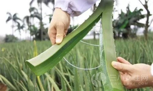 芦荟胶怎么用比较好