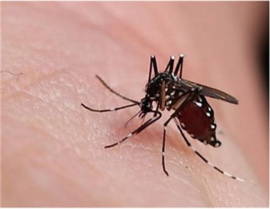 什么血型容易招蚊子 哪些人容易被蚊子叮