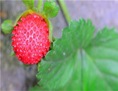 蛇莓可以吃吗 蛇莓的功效有哪些