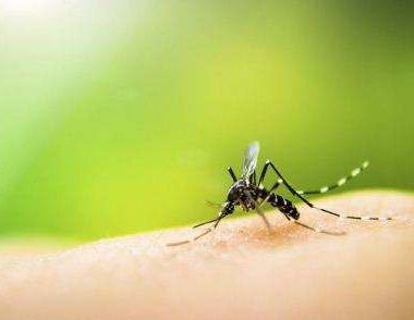 驱蚊方式有哪些 被蚊子咬了怎么止痒