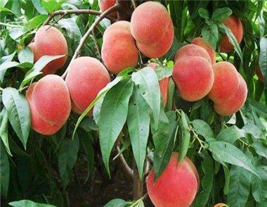 孕婦能不能吃桃子 孕婦每天可以吃多少個桃子