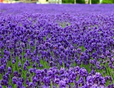 紫羅蘭的花語是什么 紫羅蘭適合送給什么人