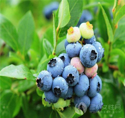 蓝莓的功效与作用 蓝莓不适合哪些人吃2.jpg