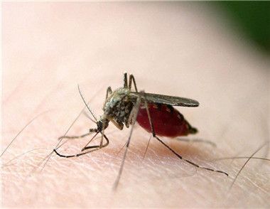 蚊子喜欢叮咬什么血型的人 如何避免蚊子叮咬