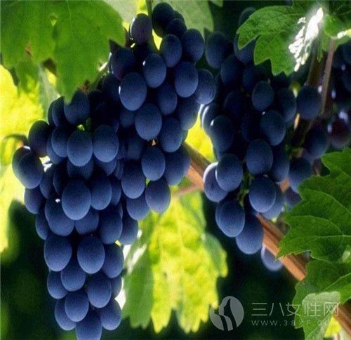 葡萄的作用有哪些 葡萄的食用禁忌有哪些1.jpg