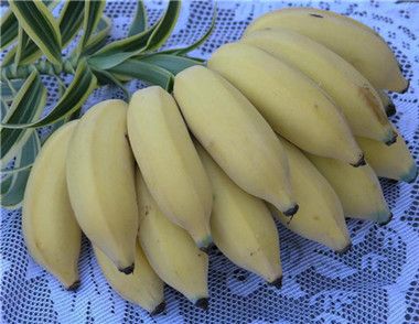 芭蕉和香蕉的區別是什麼 芭蕉有什麼功效和作用