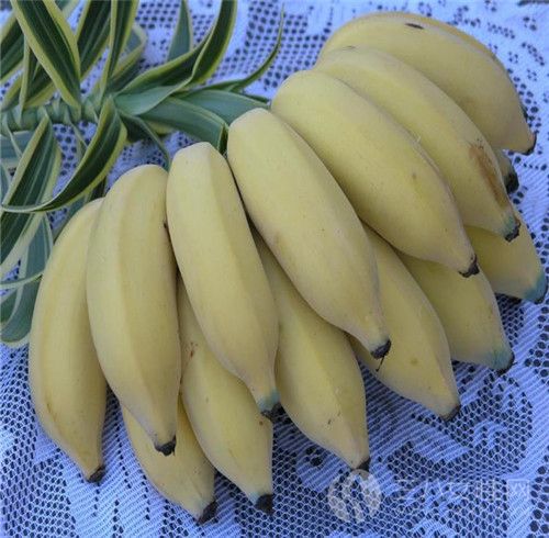 芭蕉和香蕉的区别是什么 芭蕉有什么功效和作用.jpg