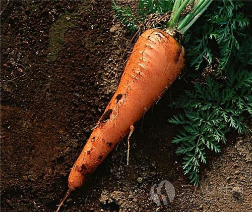 胡萝卜为什么可以减肥.jpg