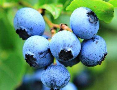 女人吃蓝莓有什么好处 吃蓝莓要注意什么