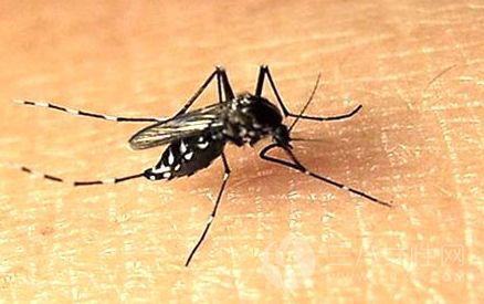如何预防蚊子叮咬