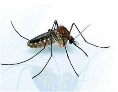 哪些人容易被蚊子咬 被蚊子咬了怎麼消腫止癢快
