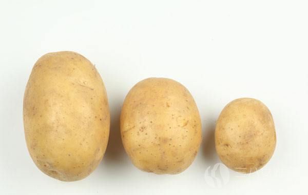 土豆.jpg