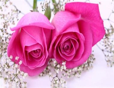 2018七夕节送什么花给女友好 不同颜色的玫瑰寓意有什么不同