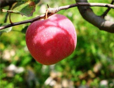 吃苹果可以减肥吗 一天吃几个苹果可以减肥