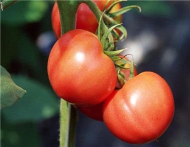 西红柿真的美白吗 西红柿有什么功效