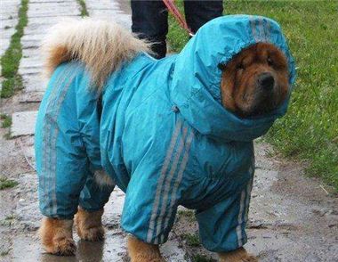 下雨天能遛狗吗 轻松遛狗无压力