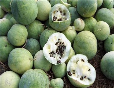 西瓜籽的功效是什么 吃了有什么好处