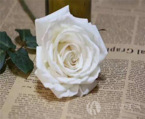 白玫瑰的花語是什麼 送什麼人合適.jpg