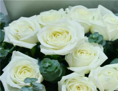 白玫瑰的花语是什么 送什么人合适