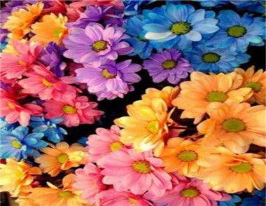 雏菊的花语是什么 不同颜色代表什么
