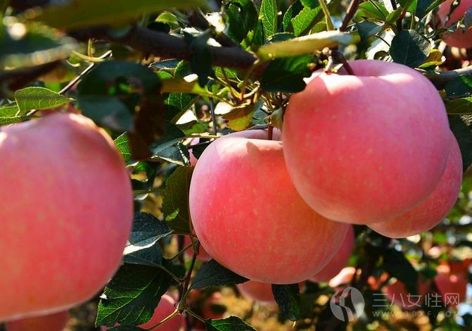 苹果能减肥吗