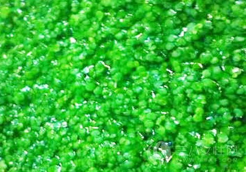怎麼挑選好的海藻