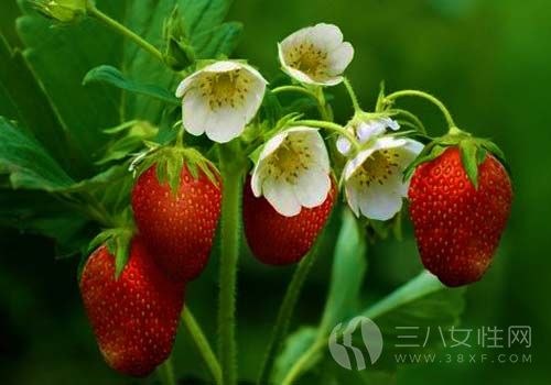 美白水果面膜：苹果番茄草莓面膜