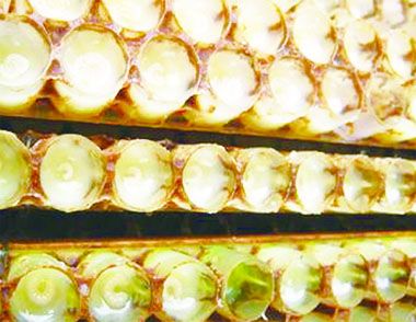 蜂王漿麵膜的做法 使用蜂王漿麵膜的注意事項
