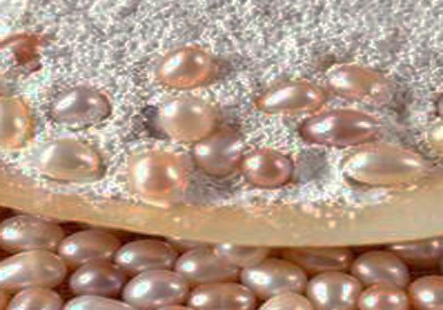 珍珠粉去黑头步骤 怎么使用珍珠粉美白