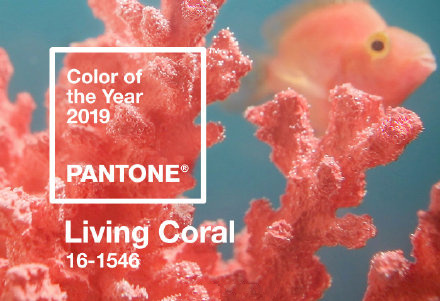 2019年度流行色珊瑚橙到底是什么颜色